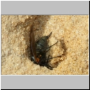 Crabro peltarius - Grabwespe w18j 11mm beim Nesteintrag - Sandgrube Niedringhaussee.jpg